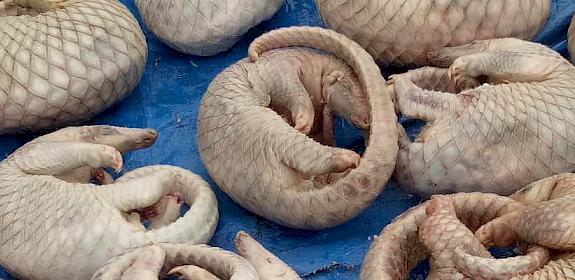 Frozen pangolins seized in Palawan, July 2018 © Marsha Posada-Ocampo/DENR