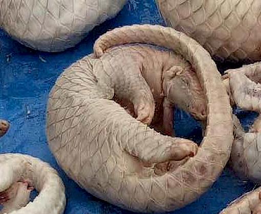 Ongoing illegal pangolin trade in the Philippines