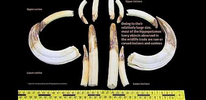 CITES, TRAFFIC and WWF release new guide to identify smuggled ivory