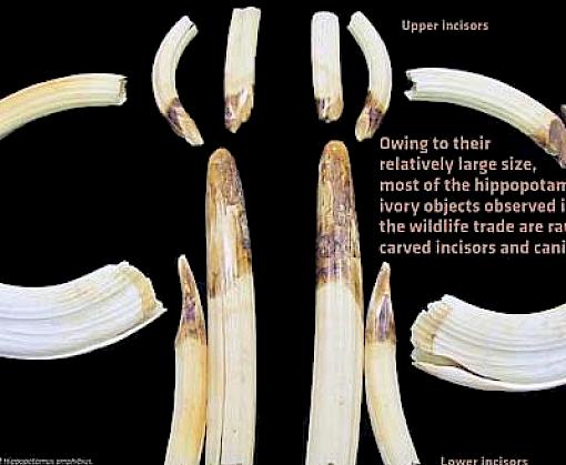 CITES, TRAFFIC and WWF release new guide to identify smuggled ivory