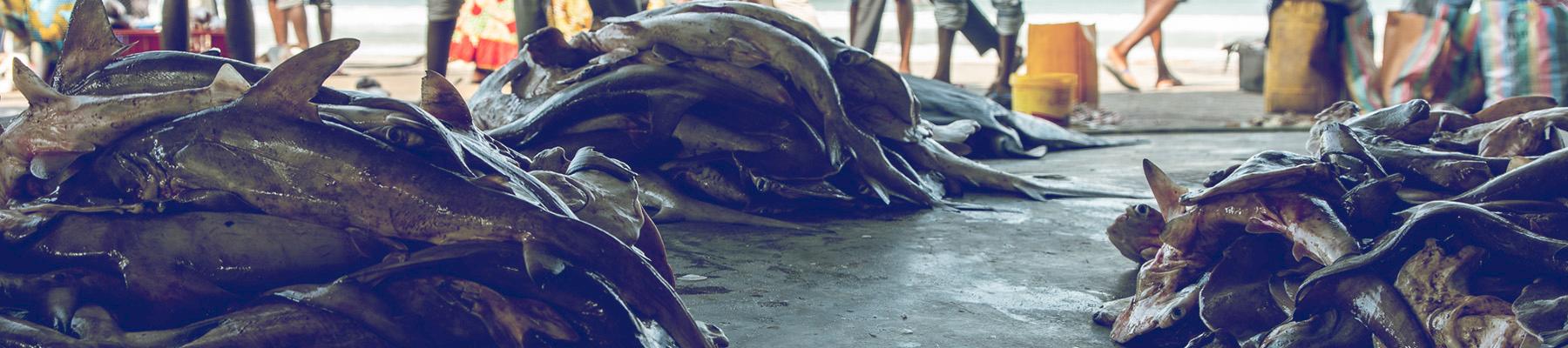 Une zone ouverte au sol en béton est utilisée pour la manipulation et la vente des requins. Photo: Longshot productions / TRAFFIC