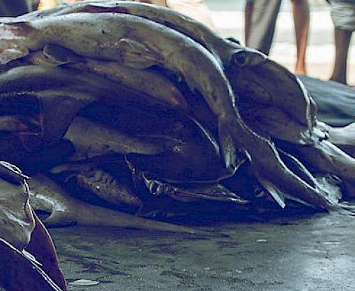 Artisanal Shark Trade in the Republic of the Congo