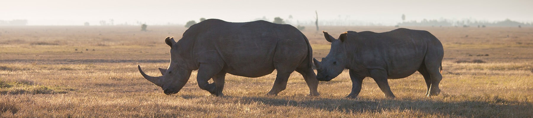 Rhino horns cut into beads for smuggling