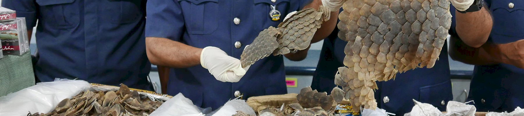 Malaysian Customs officers displaying samples of the scales seized © TRAFFIC