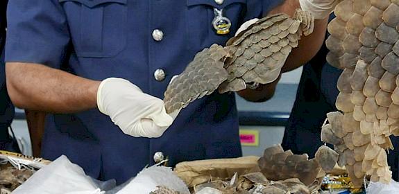 Malaysian Customs officers displaying samples of the scales seized © TRAFFIC
