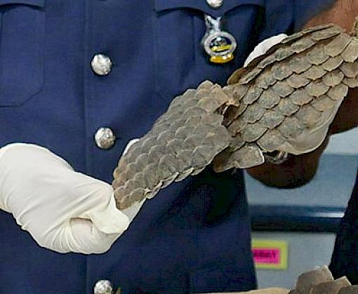 Malaysia seizes pangolins scales moving through mail centre