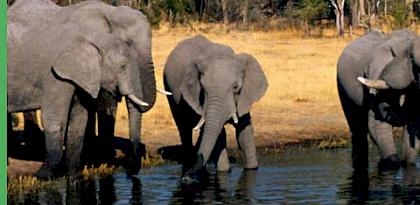 AFRICA-TWIX users hone their wildlife identification skills