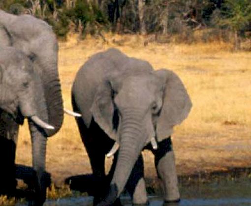 AFRICA-TWIX users hone their wildlife identification skills