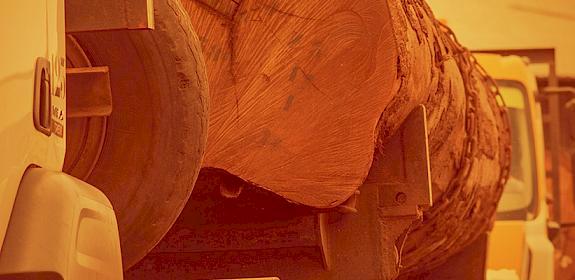 Border officials inspect exports of timber on the road to Douala, Cameroon. Photo: TRAFFIC / A. Walmsley