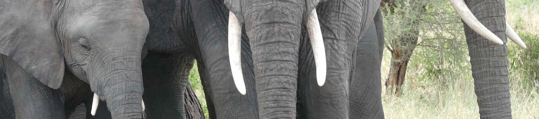 African Elephants © Julie Thomson/TRAFFIC 