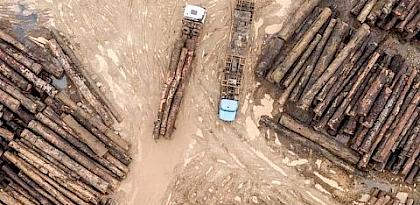 Timber legality training workshops held in Cameroon