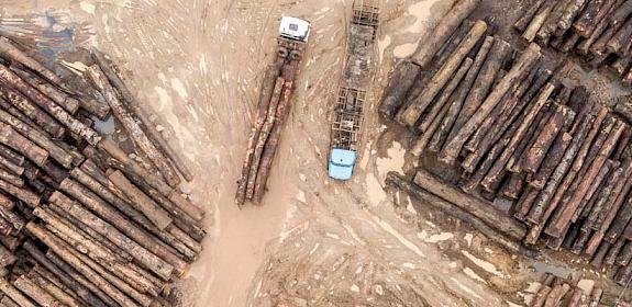 Logging depot, Cameroon © Andrew Walmsley/TRAFFIC 