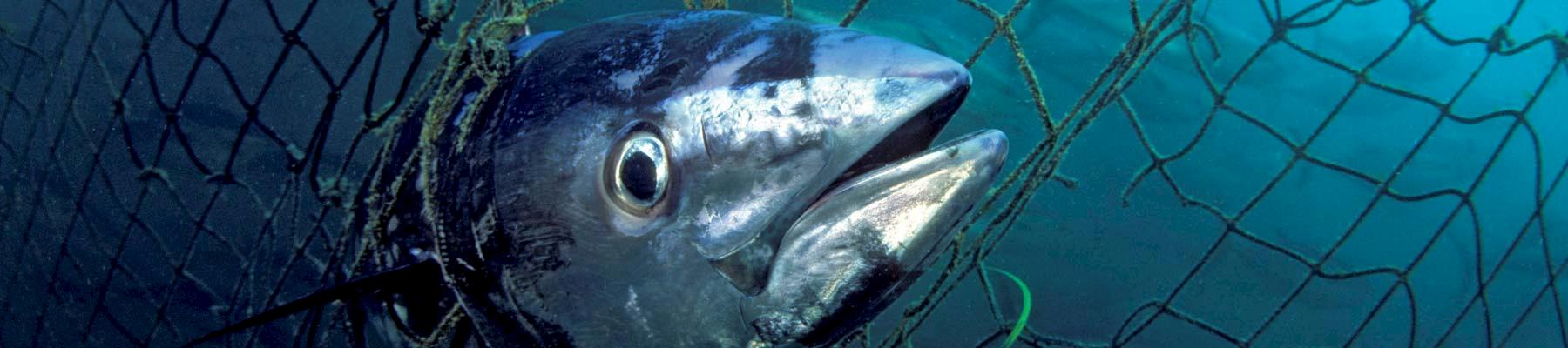 Southern Bluefin Tuna Thunnus maccoyii, South Australia © naturepl.com / David Fleetham / WWF