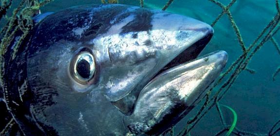 Southern Bluefin Tuna Thunnus maccoyii, South Australia © naturepl.com / David Fleetham / WWF