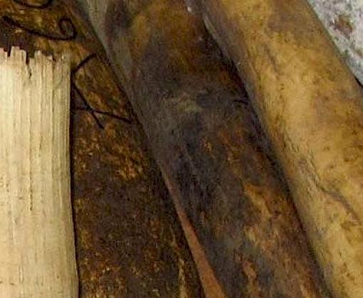 Record elephant ivory seizure of 626 kg in Cameroon