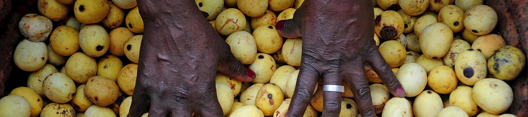 Wild collected marula fruit collected near the Limpopo River in South Africa