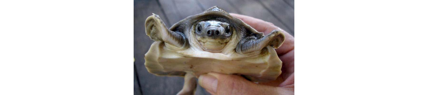 File photo of Pig-nosed Turtle © Ron Lilley / TRAFFIC 