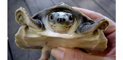Jail and fine for Indonesian online trader offering Critically Endangered reptile