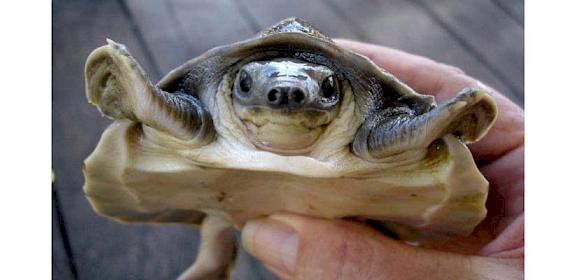 File photo of Pig-nosed Turtle © Ron Lilley / TRAFFIC 