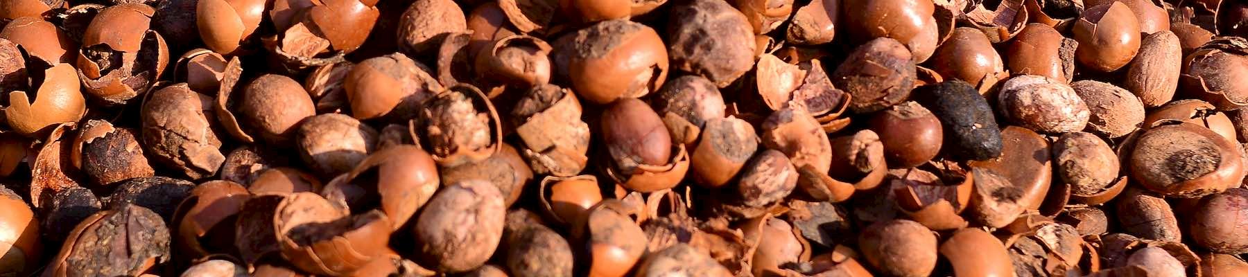 Seeds of a shea tree © Amuzujoe/CC-BY-SA 4.0