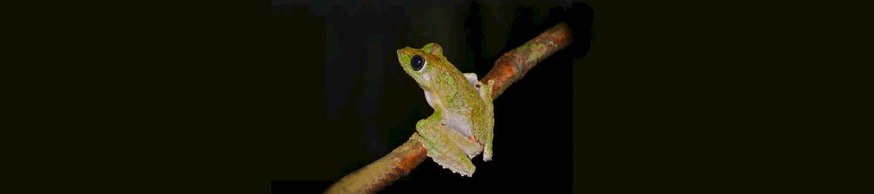 Frilled Tree Frog Rhacophorus appendiculatus © Bernard DUPONT/CC BY-SA 2.0