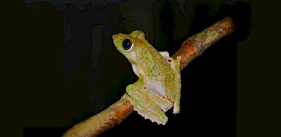 Frilled Tree Frog Rhacophorus appendiculatus © Bernard DUPONT/CC BY-SA 2.0