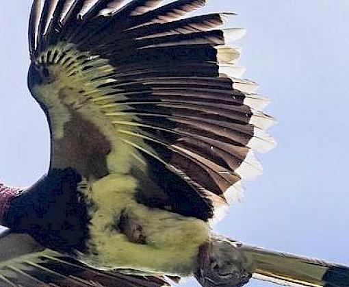 Huge seizure of Helmeted Hornbill casques and other wildlife parts in Indonesia