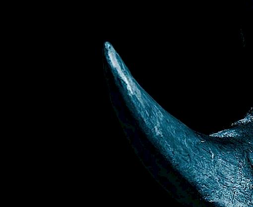 Insights from the Incarcerated: An assessment of the illicit supply chain in wildlife in South Africa