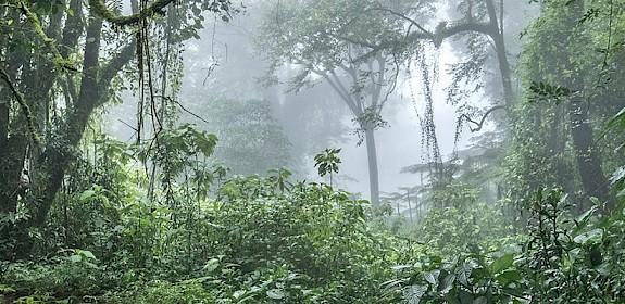 Forest at the base of Mount Cameroon © A. Walmsley / TRAFFIC