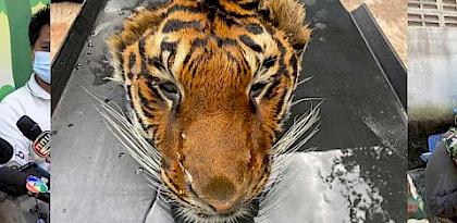 五只老虎活体以及一个虎头在泰国动物园内被查获