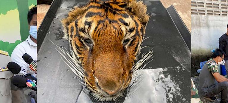 Five live tigers and a tiger head seized from Thai Zoo - Wildlife Trade  News from TRAFFIC