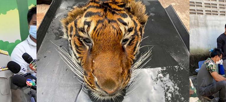 Five live tigers and a tiger head seized from Thai Zoo - Wildlife Trade News from TRAFFIC Five live tigers and a tiger head seized from Thai Zoo - Wildlife Trade News from TRAFFIC