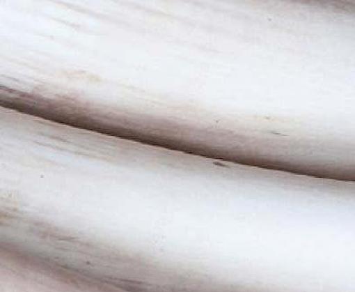 Exemplary progress made by e-commerce companies in tackling Japan’s harmful ivory market