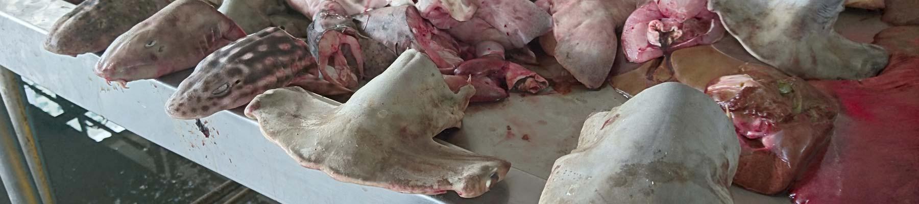 Sharks heads at a processing factory © TRAFFIC 