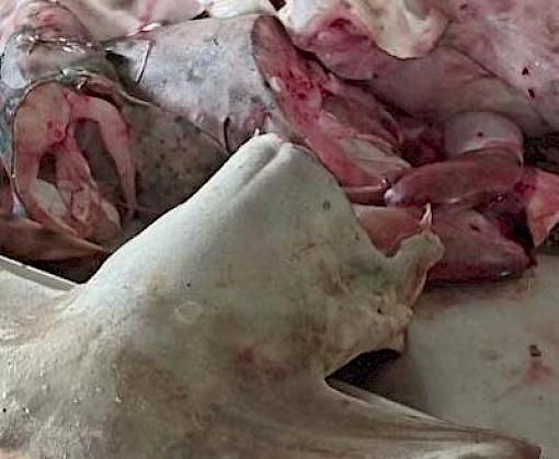 IUCN Red List update highlights perilous state of world shark populations