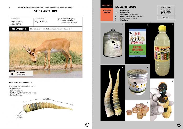 New identification guide to assist enforcement officers combat wildlife  crime in the Golden Triangle - Wildlife Trade News from TRAFFIC