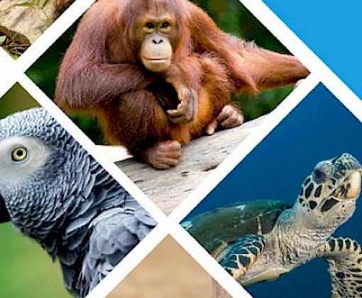 Digital course on preventing wildlife trafficking in the supply chain now available in multiple languages