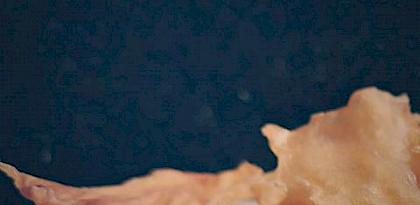Maw trade: a rapid assessment of the trade in fish Swim bladders from Africa to Hong Kong SAR