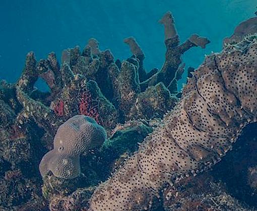Sea cucumber trade From Africa to Asia