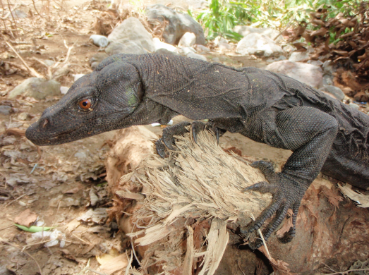 Philippines’ unique monitor lizards threatened by illegal trade
