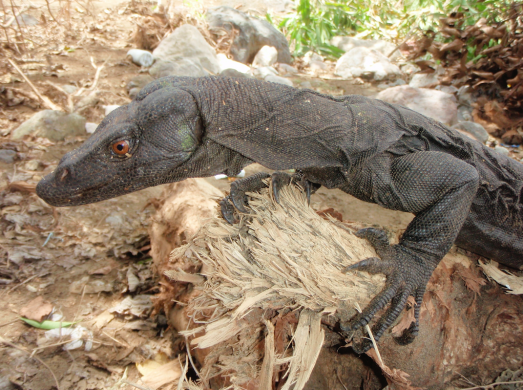 Panay forest monitor V. mabitang is one of the only three known frugivorous monitor lizards in the world, Panay Island, Philippines ©M. Gaulke