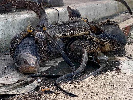 A seizure of 11 monitor lizards in Lubao, Pampanga, September 2020 ©DENR PENRO Pampanga