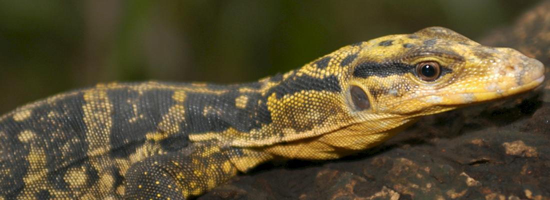 Yellow-headed Water Monitor - V. cumingi - (c) E.Y. Sy