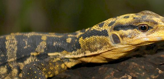 Yellow-headed Water Monitor - V. cumingi - (c) E.Y. Sy