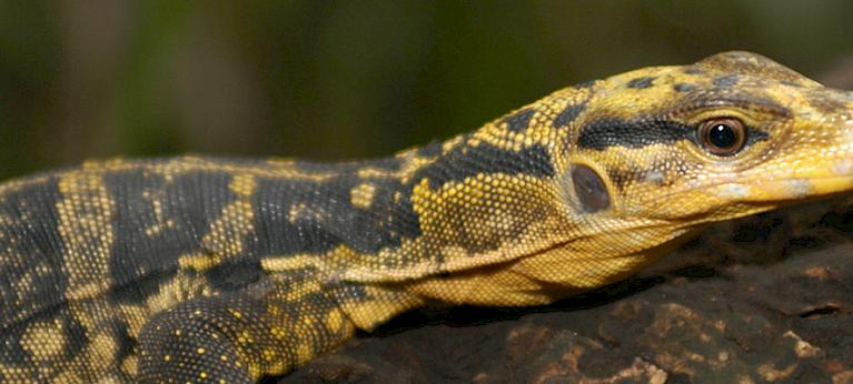 Philippines' unique monitor lizards threatened by illegal trade. - Wildlife  Trade News from TRAFFIC