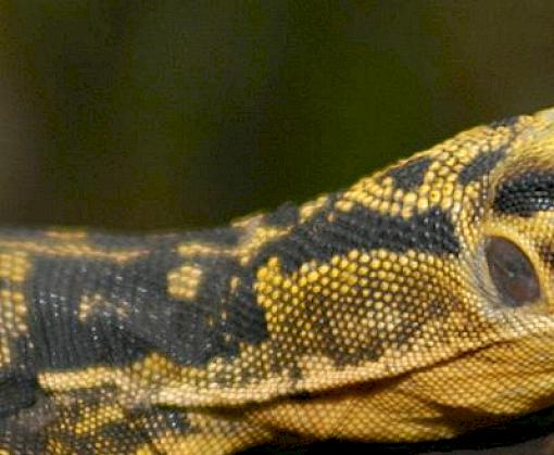 Philippines’ unique monitor lizards threatened by illegal trade.