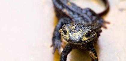 Japan lists endangered endemic reptiles and amphibians on CITES to protect them from illegal international pet trade