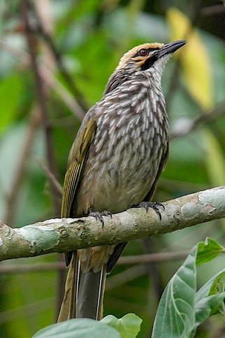 A Straw-headed Bulbul in the wild. Wild populations are considered superior because of their signing quality, meaning attempts to captive breed the birds are largely ineffective in stemming demand for wild individuals © Michael MK Khor / Generic CC 2.0