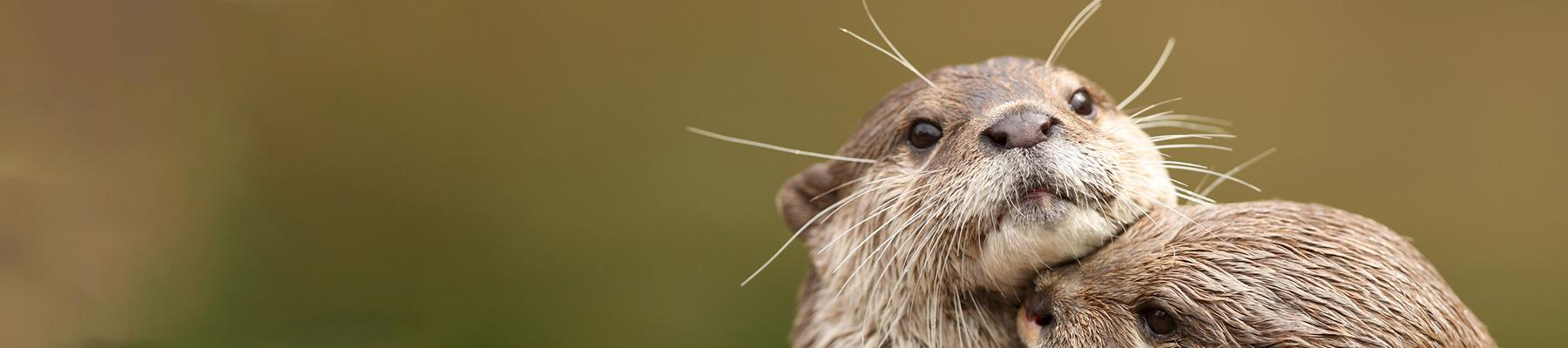 Asian small-clawed Otter. Photo: IUCN-OSG