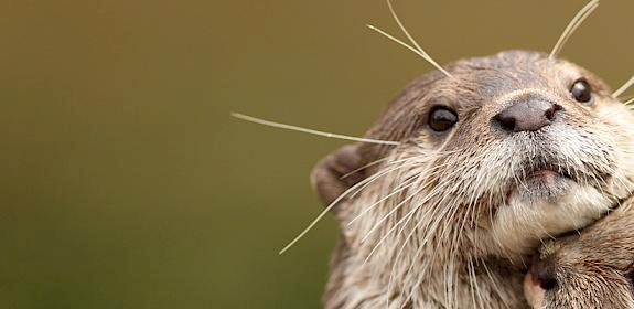 Asian small-clawed Otter. Photo: IUCN-OSG